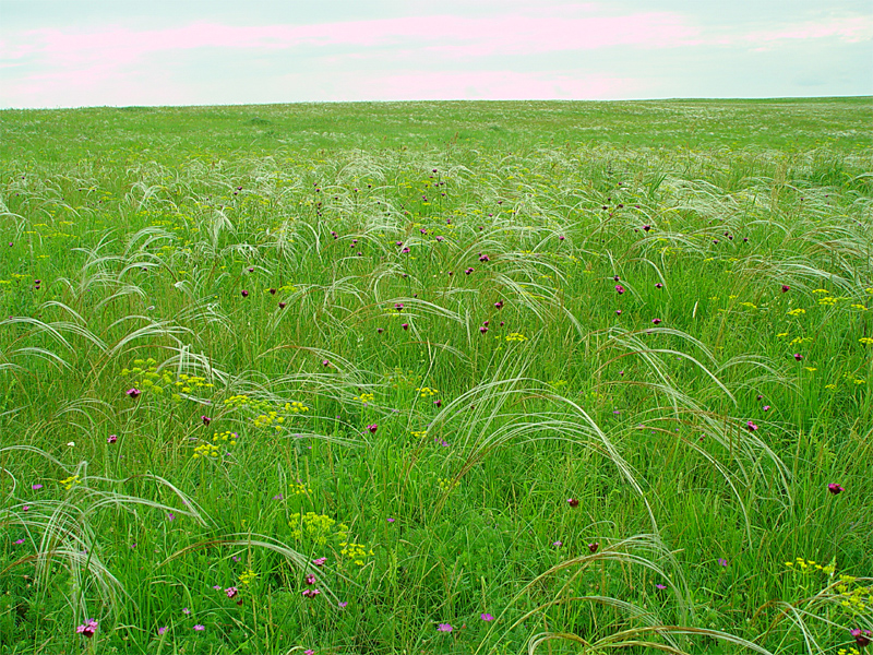 Image of Dianthus capitatus specimen.