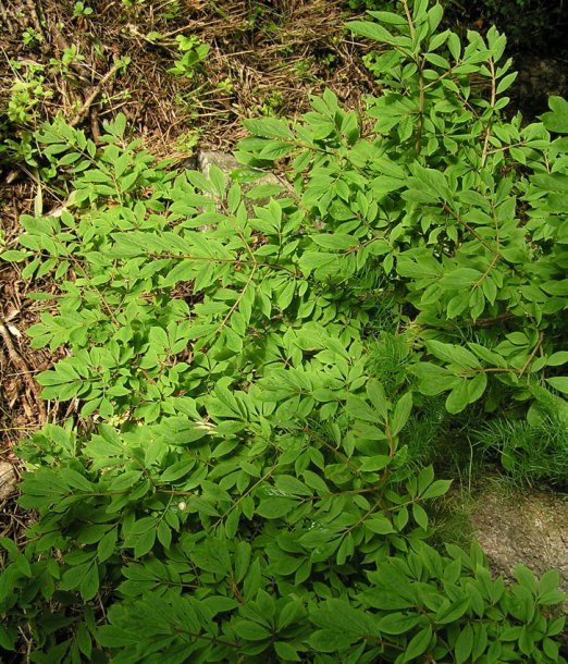 Image of Euonymus sacrosanctus specimen.