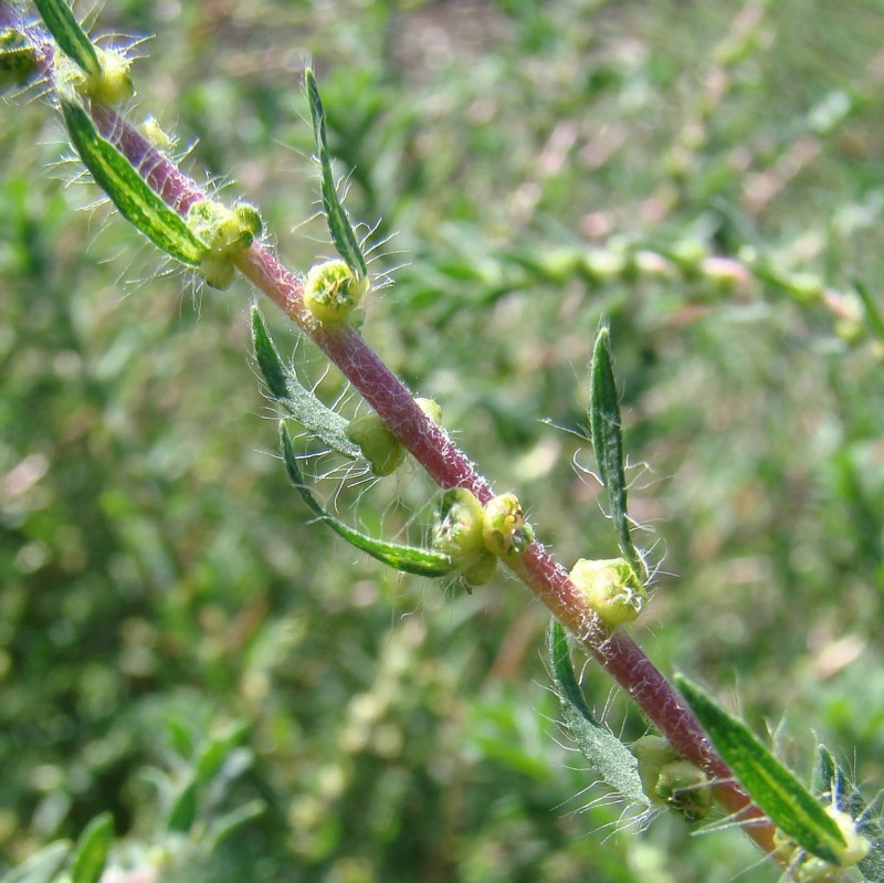 Image of Bassia scoparia specimen.