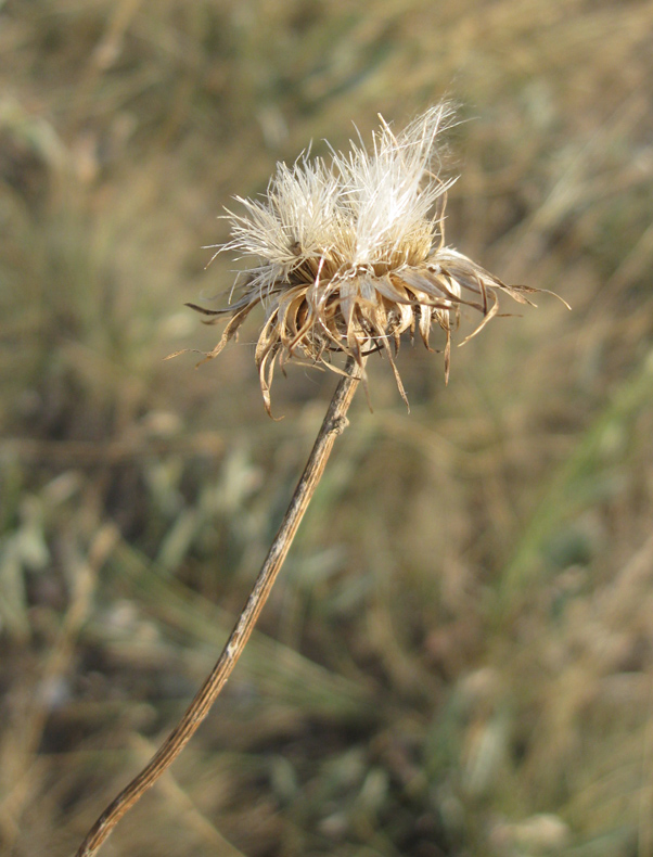 Image of Jurinea roegneri specimen.