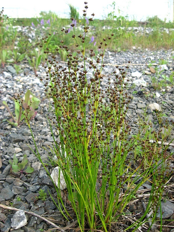 Изображение особи Juncus alpino-articulatus.