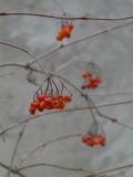 Viburnum opulus