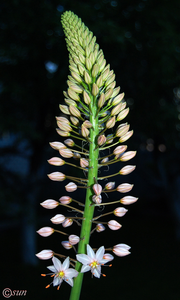 Image of Eremurus robustus specimen.