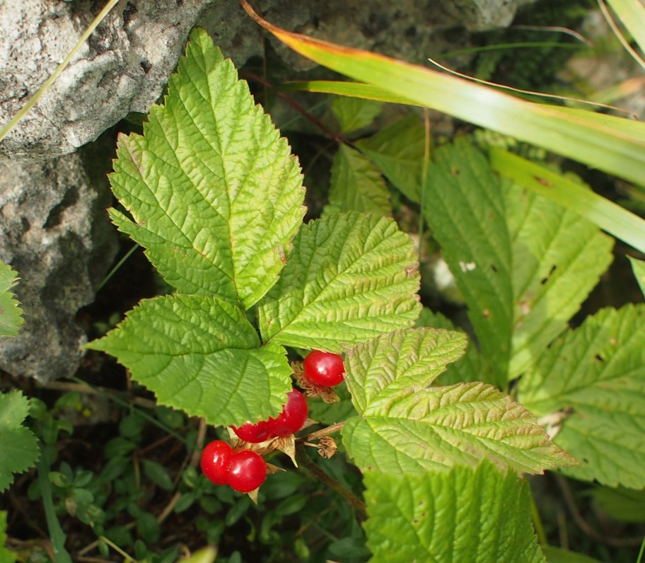 Изображение особи Rubus saxatilis.