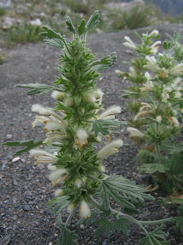 Image of Panzerina lanata specimen.