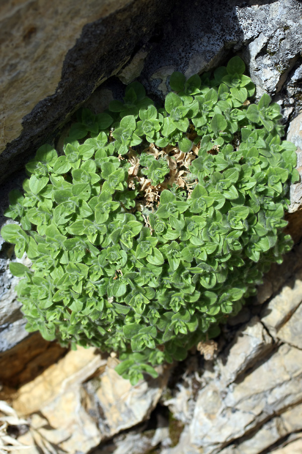 Image of Scutellaria immaculata specimen.