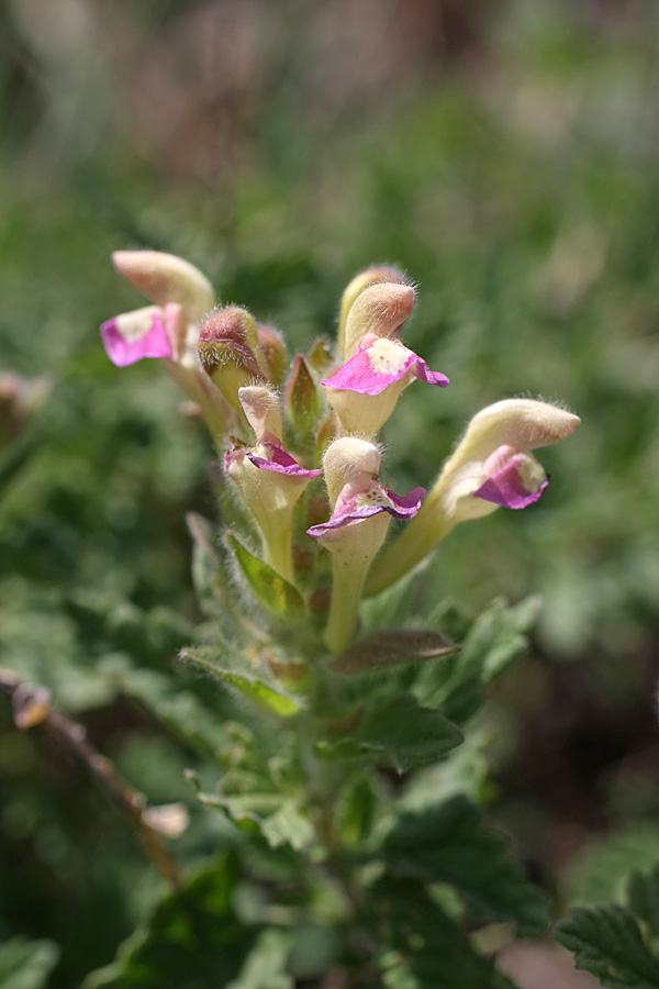 Image of Scutellaria adsurgens specimen.