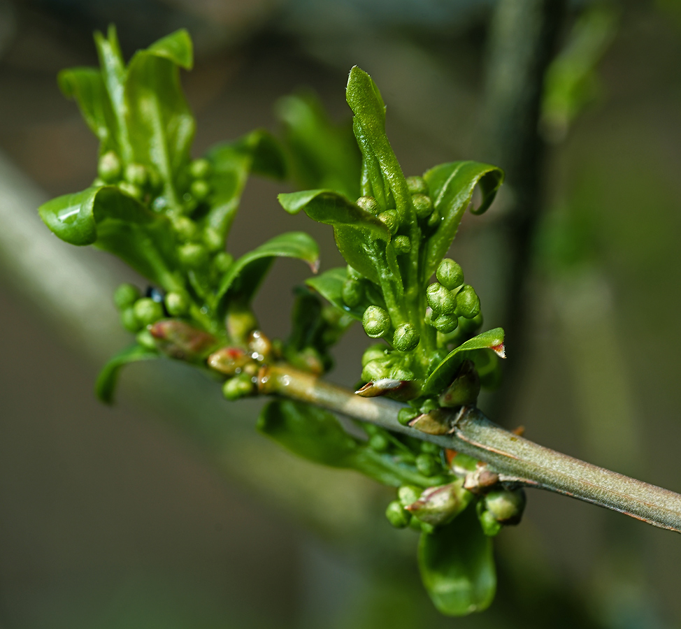 Изображение особи Euonymus europaeus.