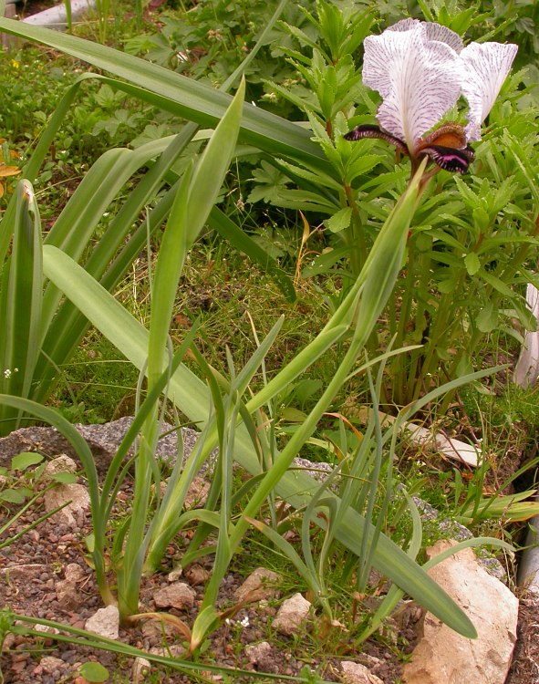 Image of Iris medwedewii specimen.