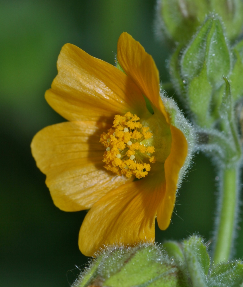 Image of Abutilon theophrasti specimen.