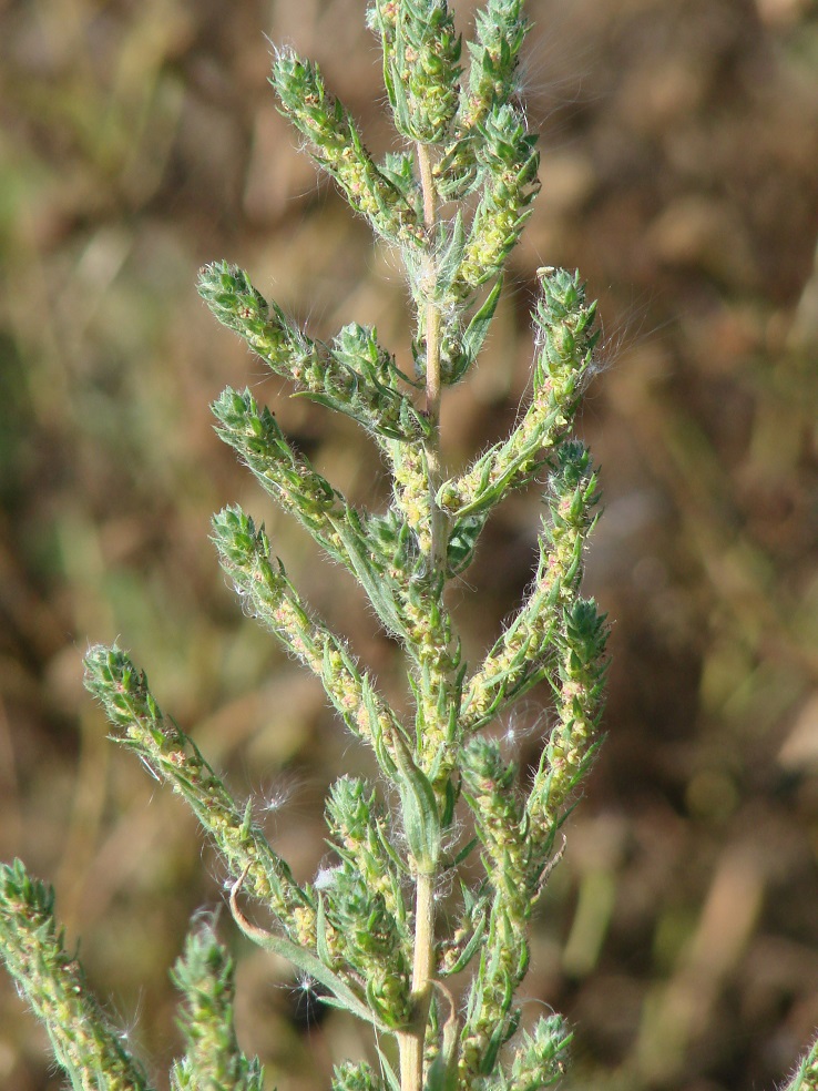 Image of Bassia scoparia specimen.