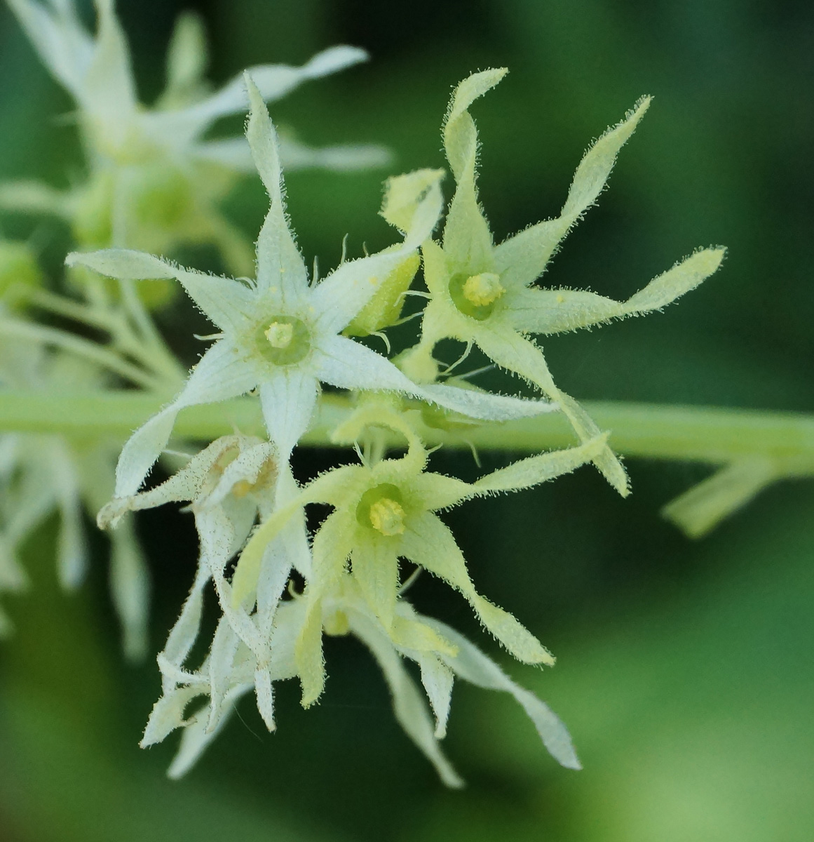 Изображение особи Echinocystis lobata.