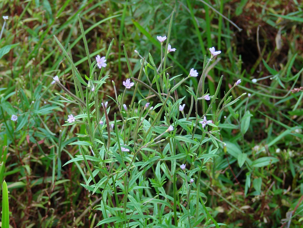 Image of Epilobium palustre specimen.