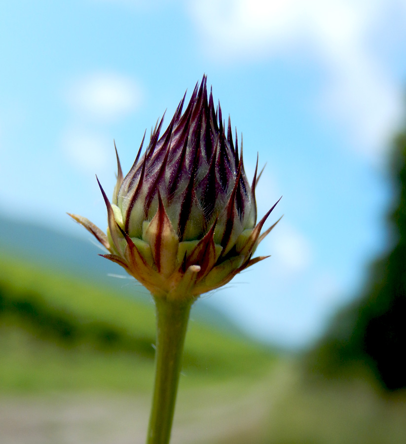 Image of Cephalaria transsylvanica specimen.