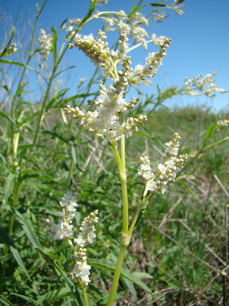 Image of Aconogonon alpinum specimen.