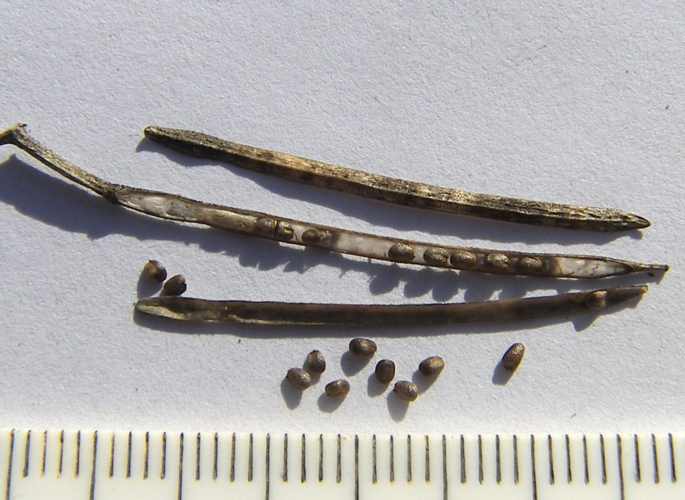 Image of Barbarea vulgaris specimen.