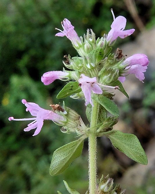 Image of Thymus nervulosus specimen.