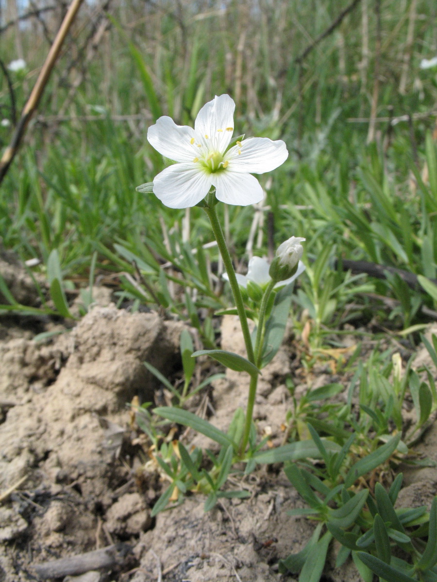 Image of Cerastium bungeanum specimen.