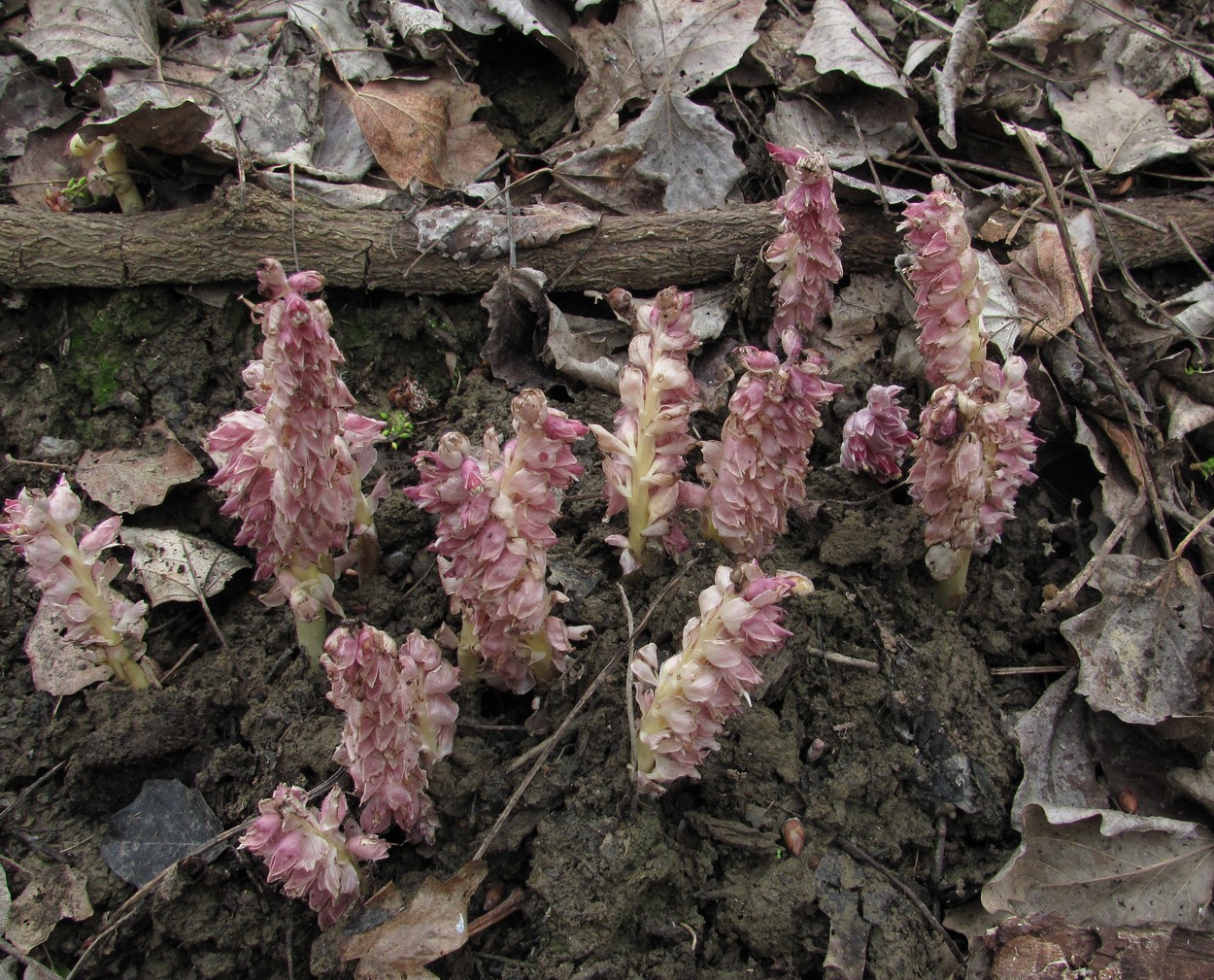 Image of Lathraea squamaria specimen.