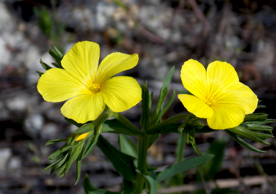 Image of Linum nodiflorum specimen.