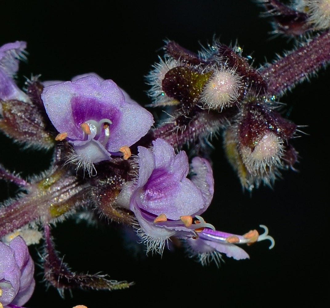 Image of genus Ocimum specimen.