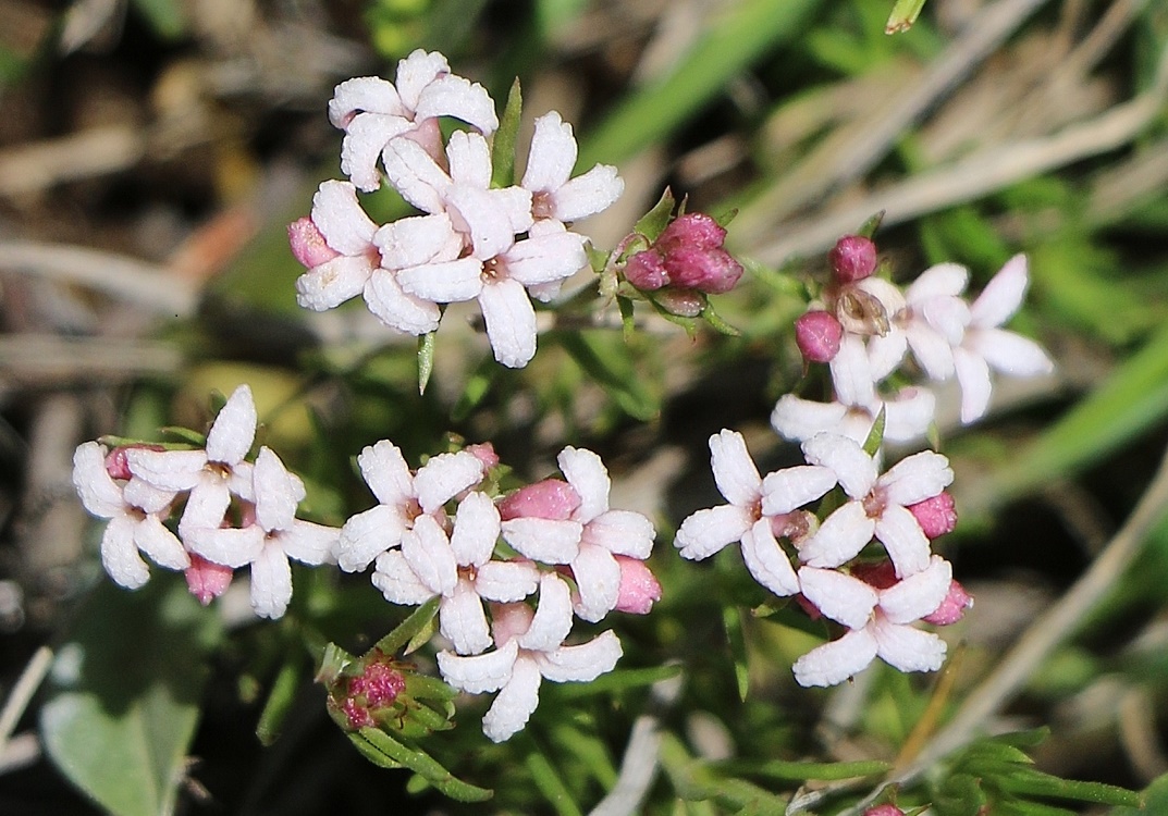 Изображение особи Asperula affinis.