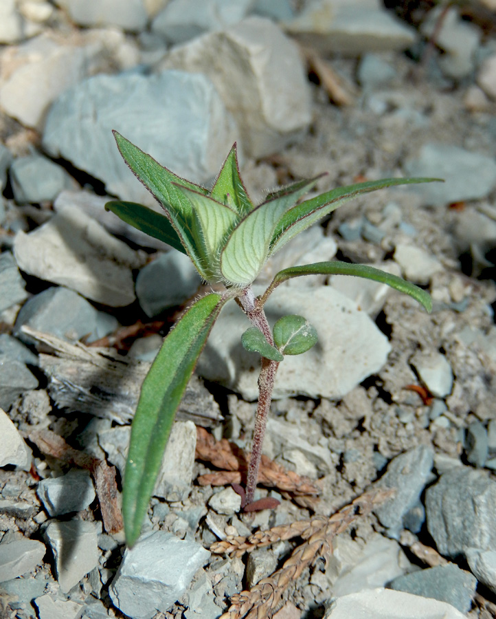 Image of Ziziphora capitata specimen.