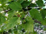 Crataegus sanguinea. Ветвь с незрелыми плодами. Санкт-Петербург. 30.06.2008.