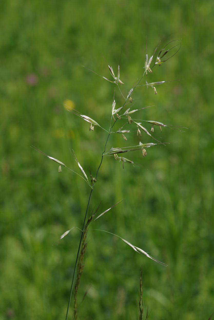 Image of Helictotrichon pubescens specimen.