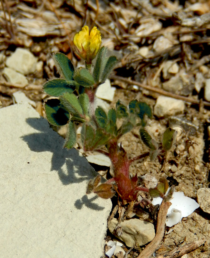 Image of Medicago minima specimen.