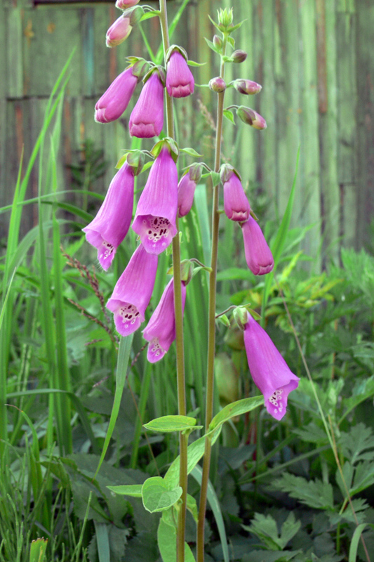 Image of Digitalis purpurea specimen.