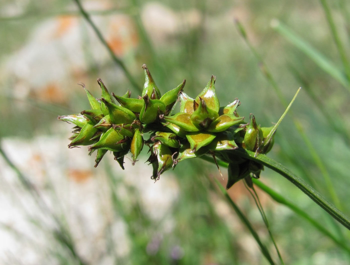 Изображение особи род Carex.