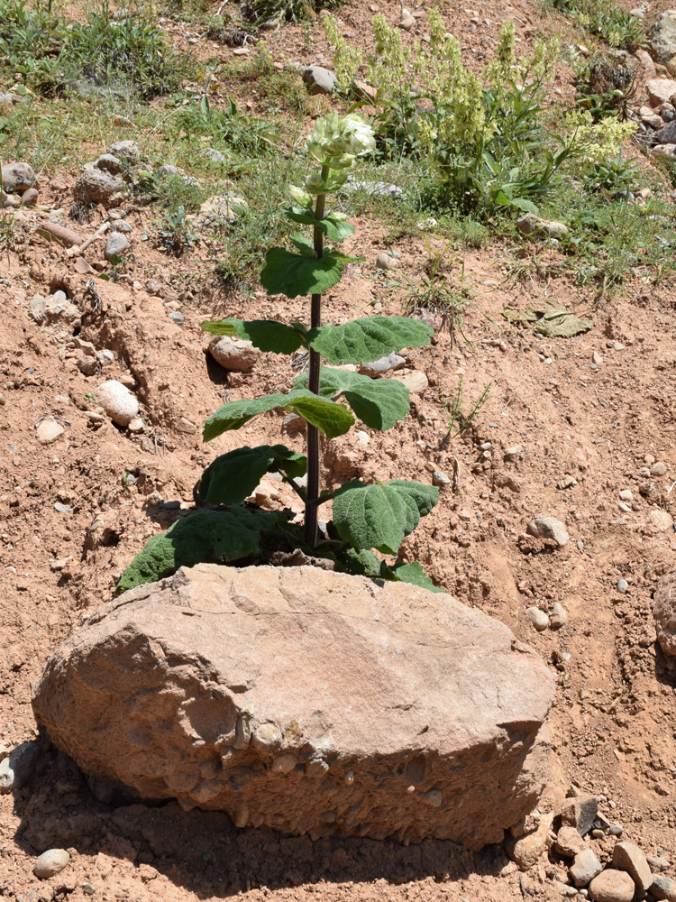 Image of Salvia sclarea specimen.