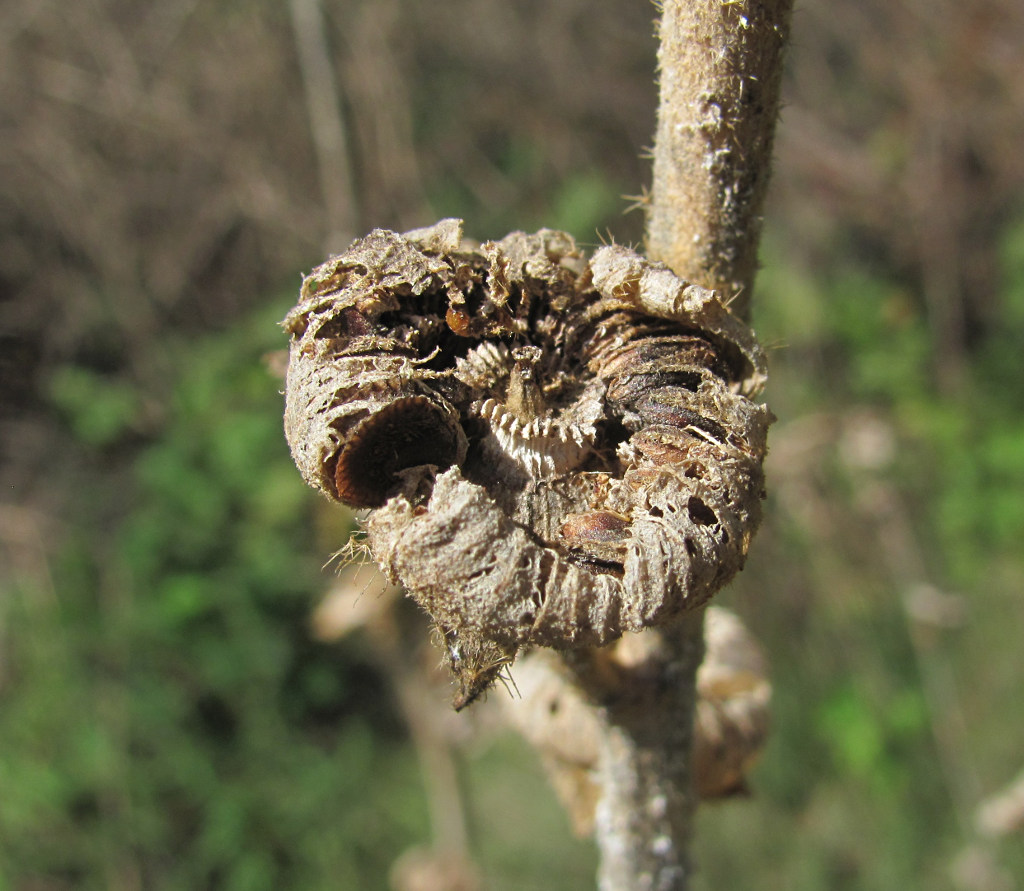 Image of Alcea rugosa specimen.