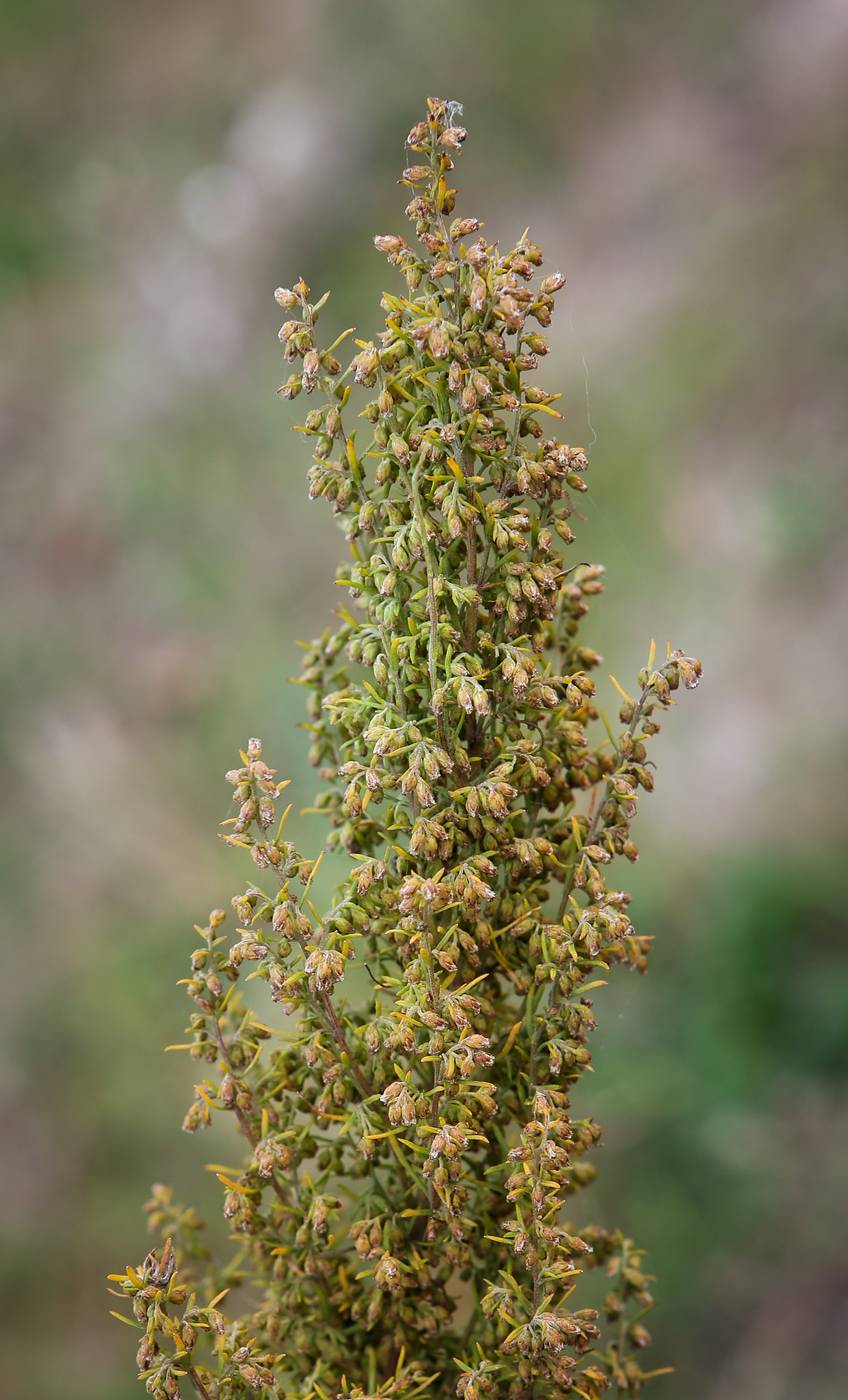 Image of Artemisia campestris specimen.