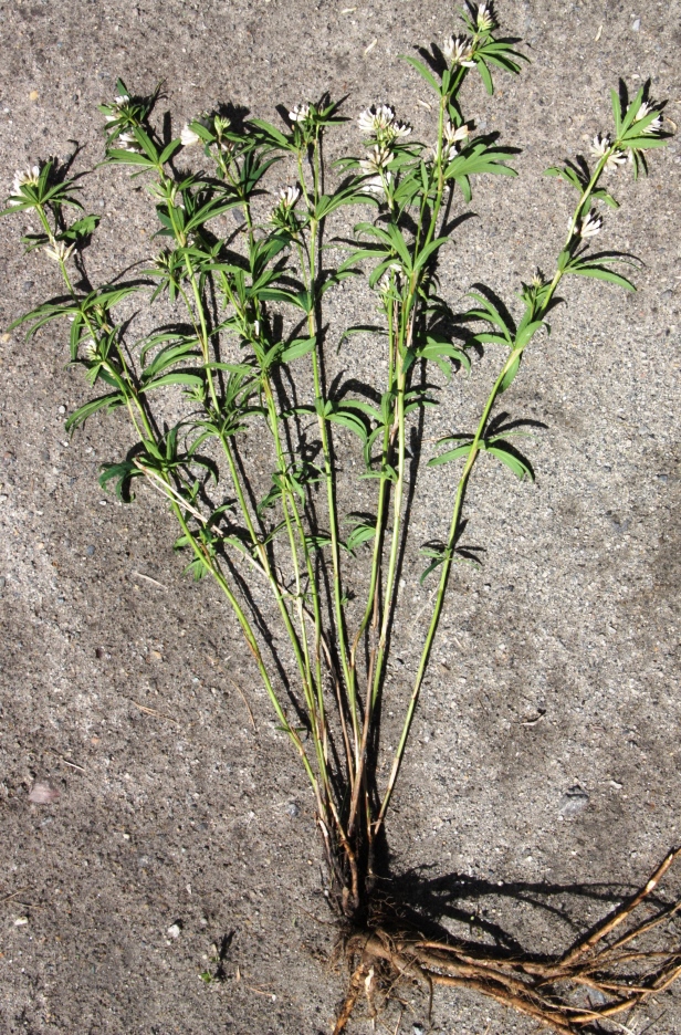 Image of Trifolium spryginii specimen.