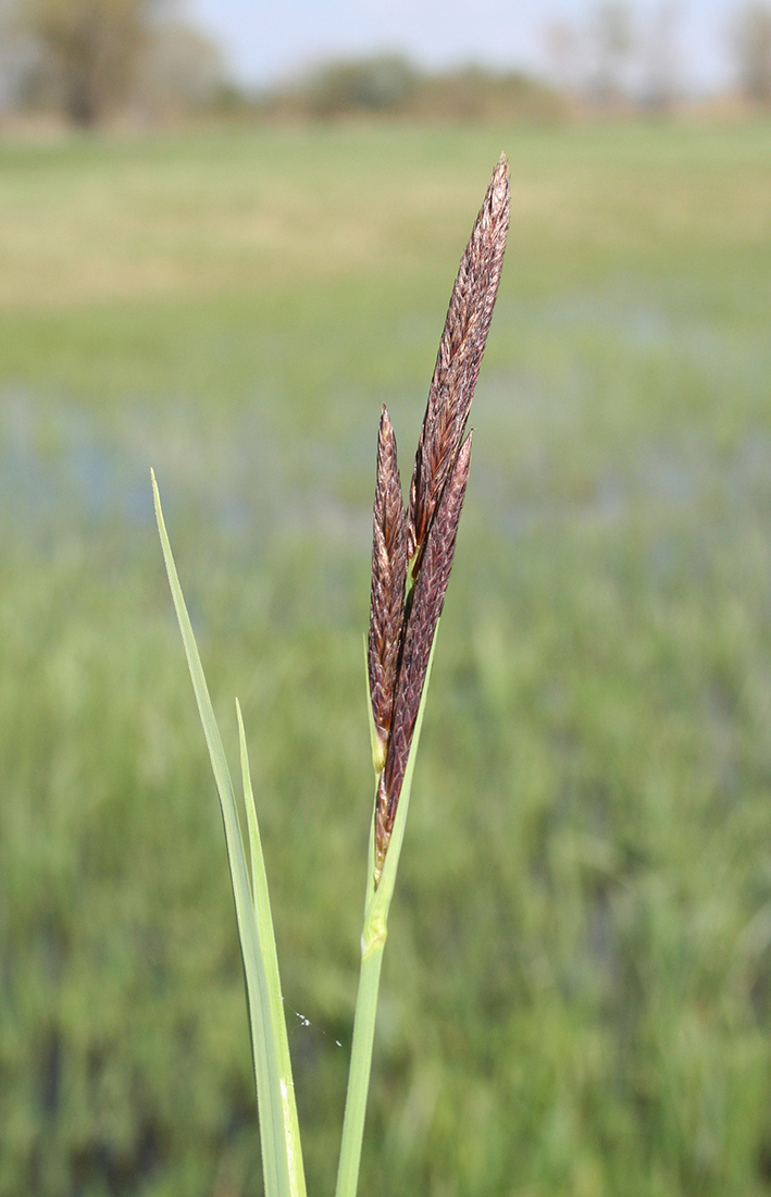 Изображение особи Carex riparia.