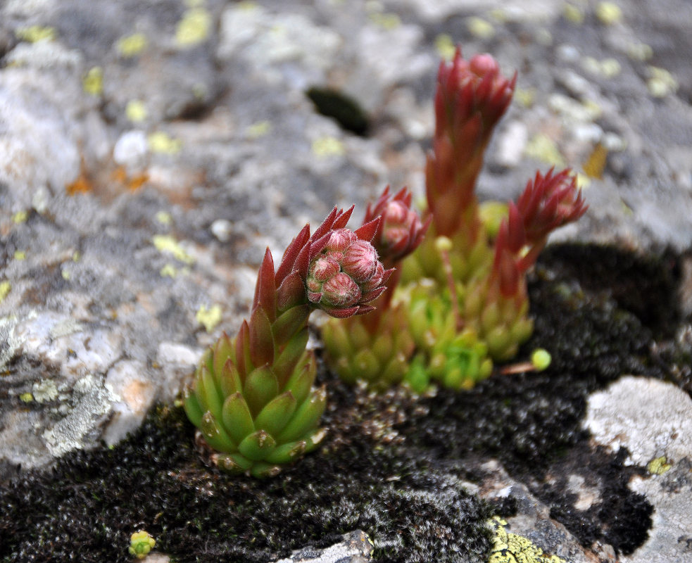 Image of Sempervivum caucasicum specimen.