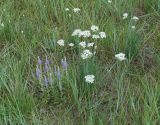 Allium ramosum. Цветущие растения в сообществе с Veronica incana (слева). Иркутская обл., Усольский р-н, окр. пос. Биликтуй, луг. 10.07.2016.