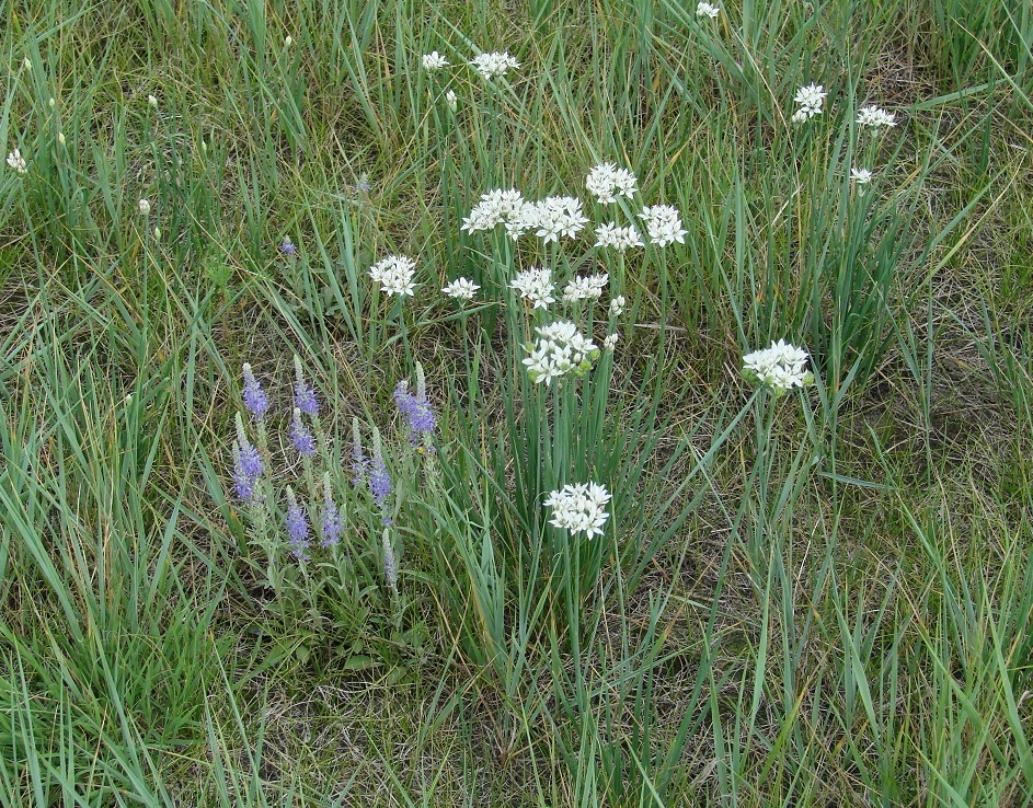 Image of Allium ramosum specimen.