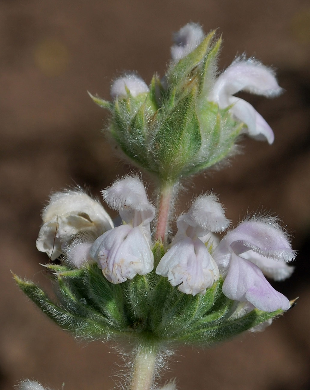 Image of Phlomoides ostrowskiana specimen.