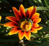 Gazania rigens