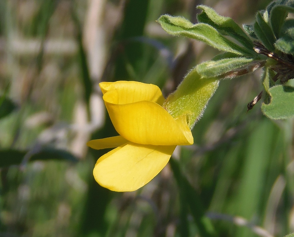 Image of Caragana mollis specimen.