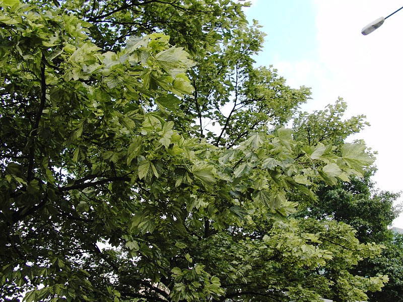 Image of Acer pseudoplatanus specimen.