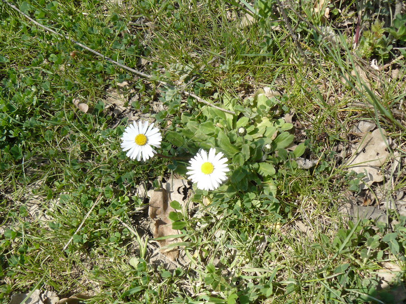 Image of Bellis perennis specimen.