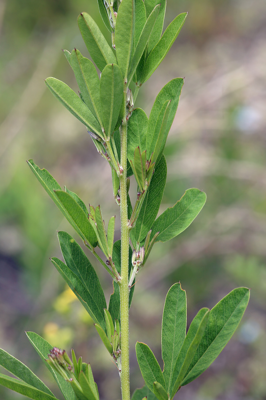 Image of Lespedeza juncea specimen.