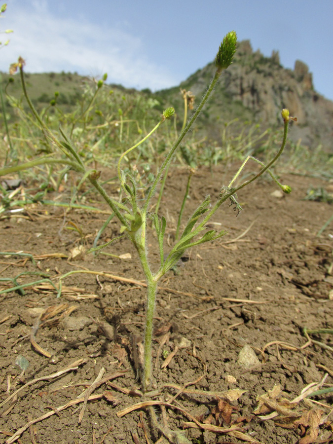 Image of Ranunculus oxyspermus specimen.