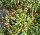 Taraxacum officinale. Отцветающее растение с аномальными соцветиями. Санкт-Петербург, пустырь. 26 мая 2009 г.