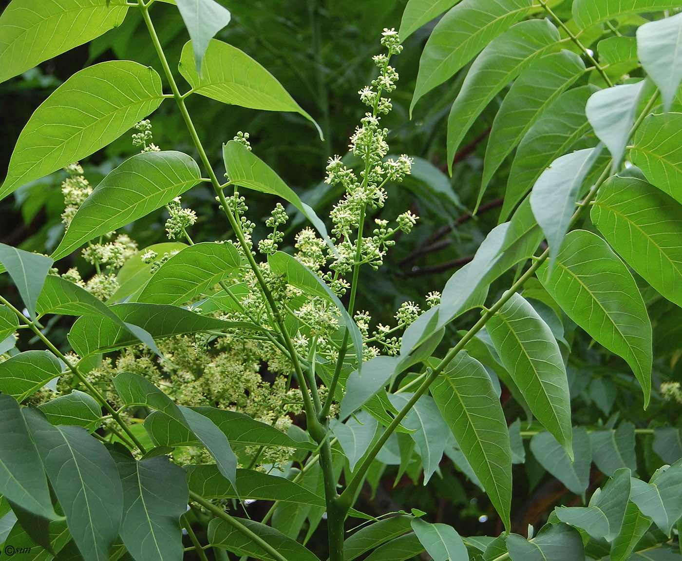 Изображение особи Ailanthus altissima.