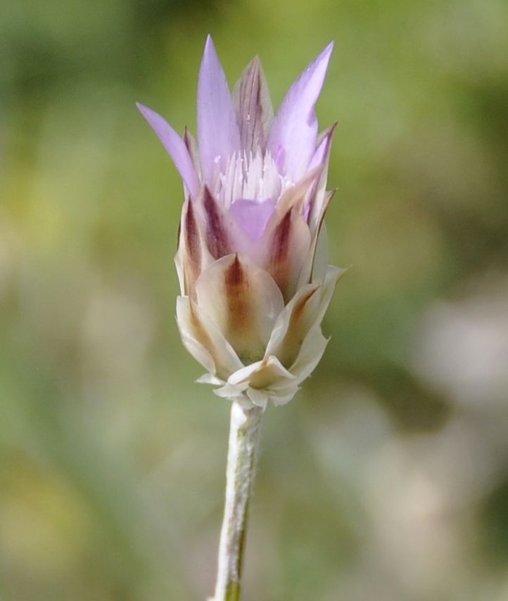 Изображение особи Xeranthemum inapertum.